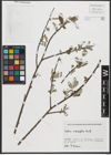 Foto von Salix salviifolia Brot.